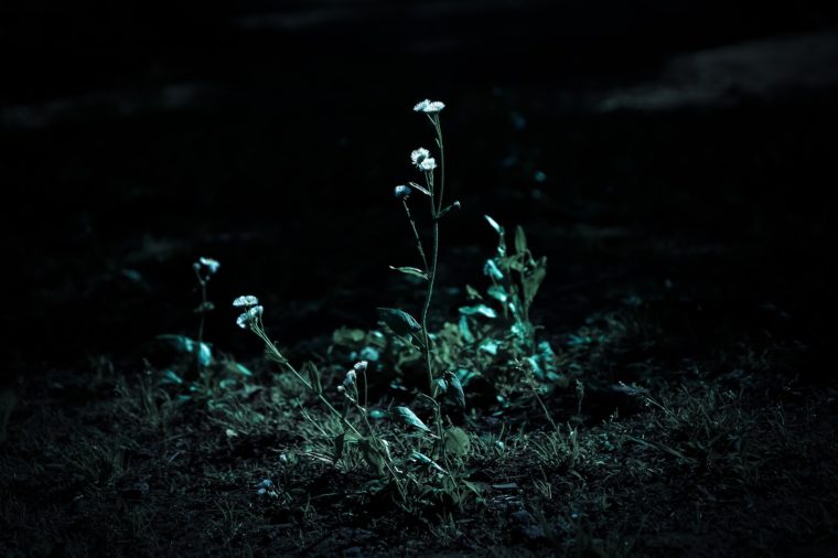 暗闇の中一筋の光に咲く花