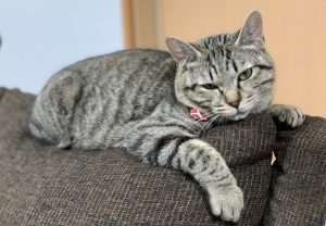 ソファーで不細工な猫