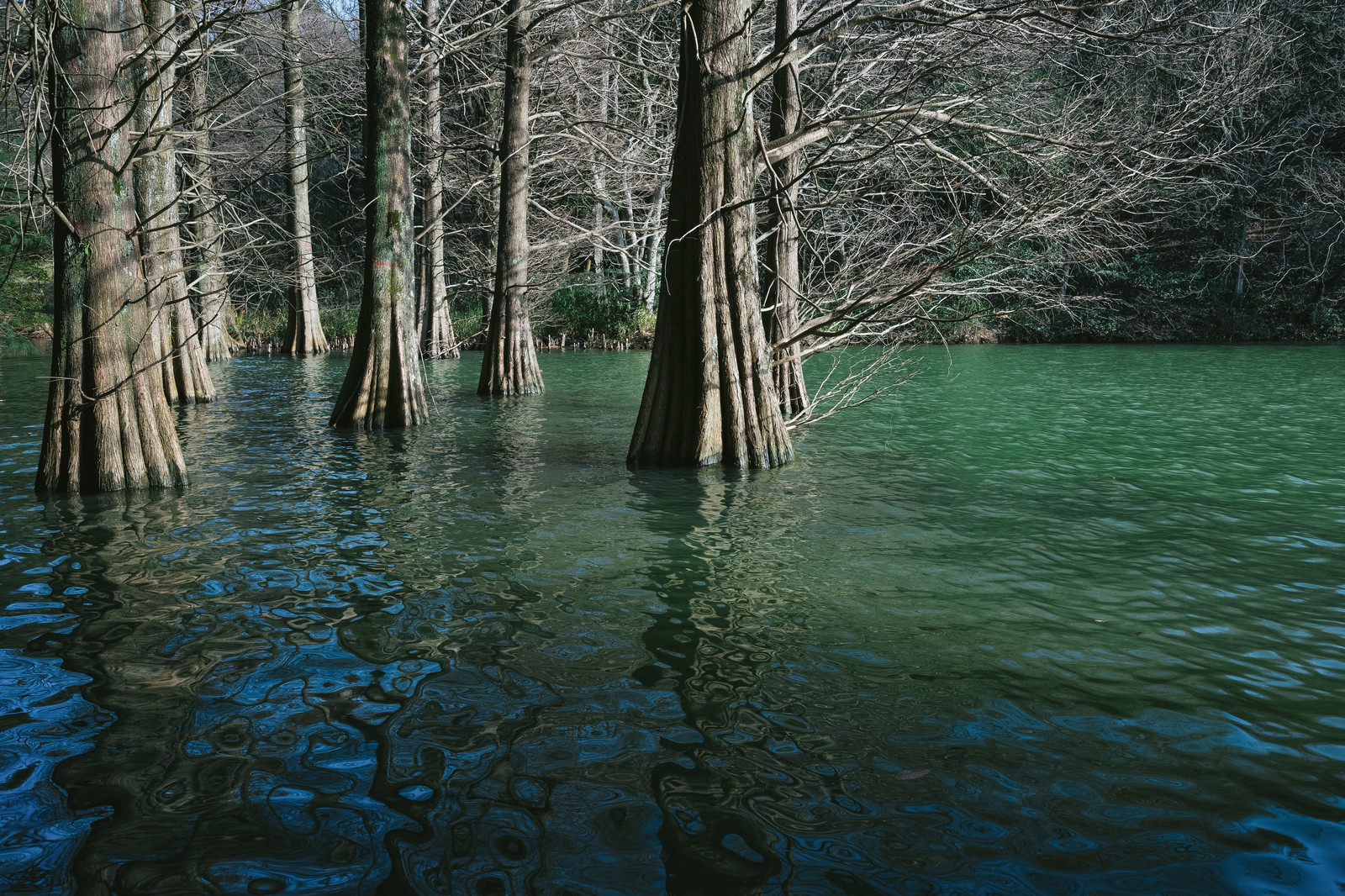 緑の湖面に生える木々