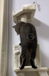 キャットタワーを登る猫の後ろ姿