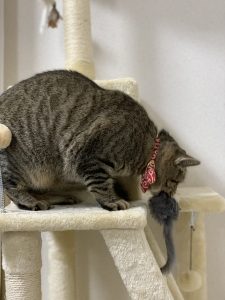キャットタワーで遊ぶ猫
