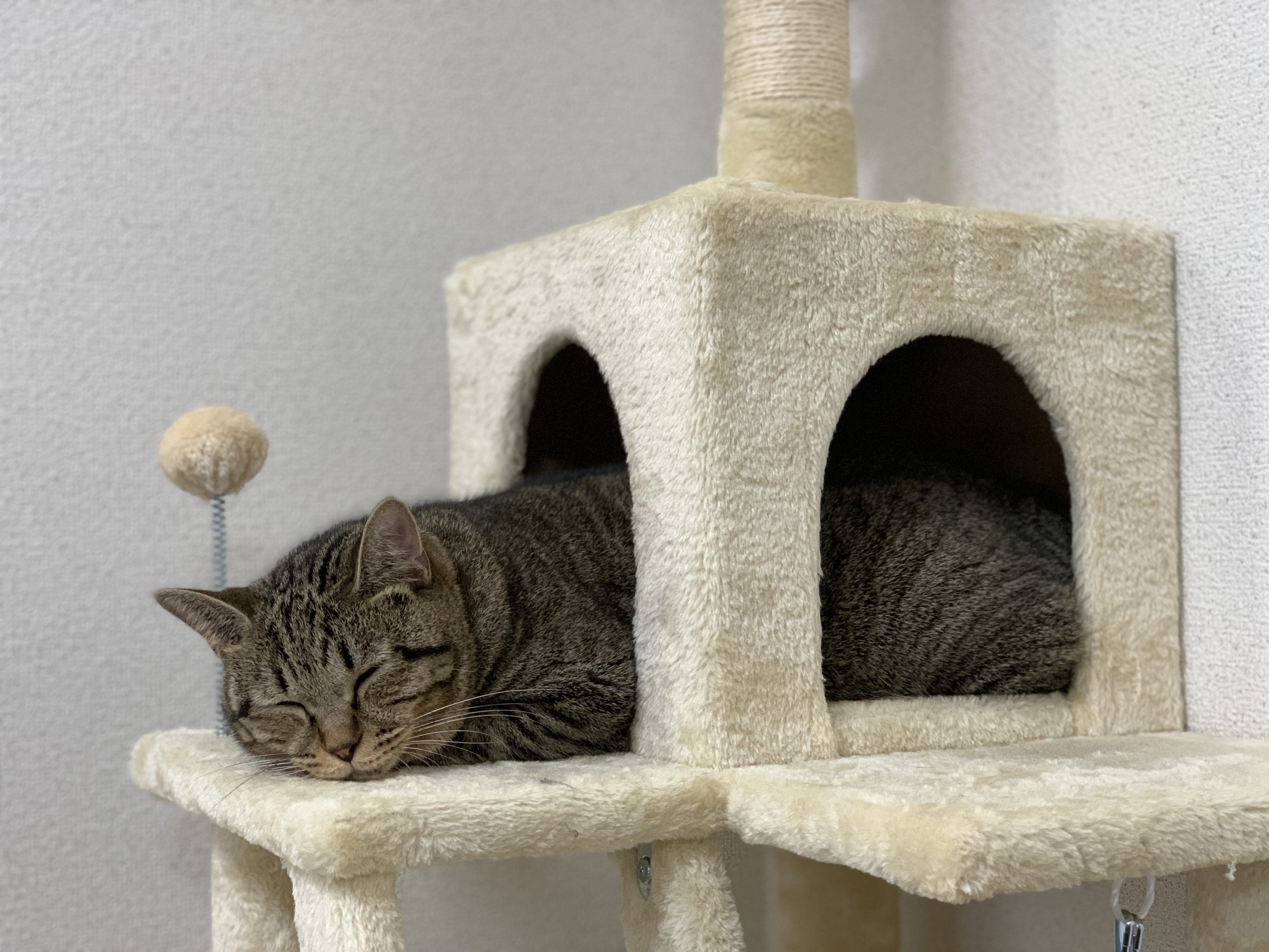 キャットタワーで眠る猫
