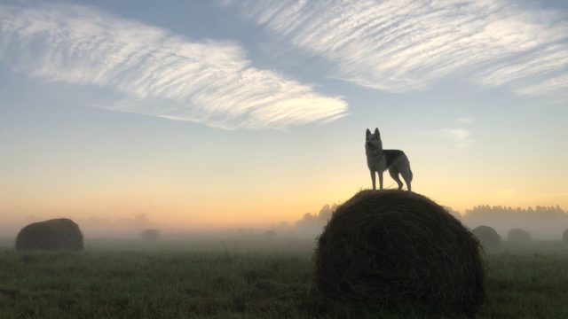 草原にある牧草に乗る犬