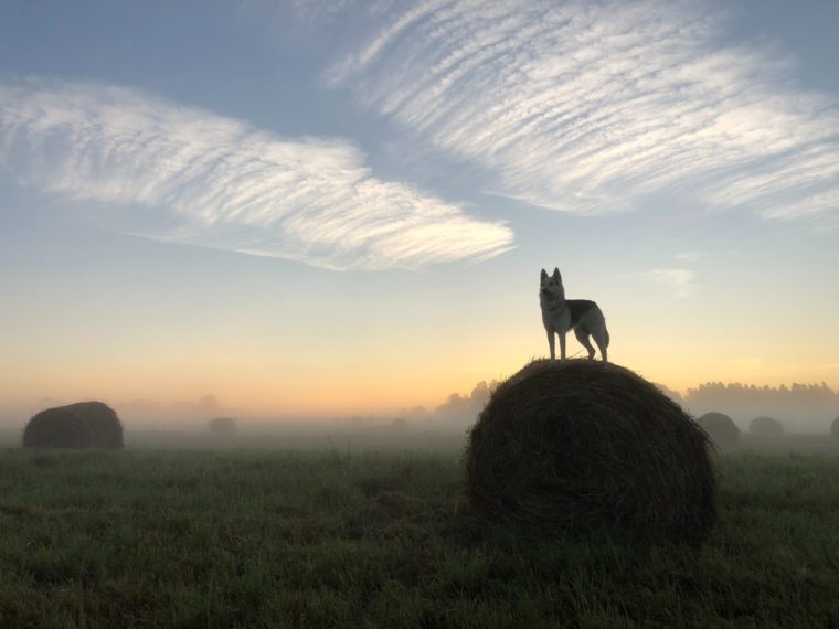 草原にある牧草に乗る犬