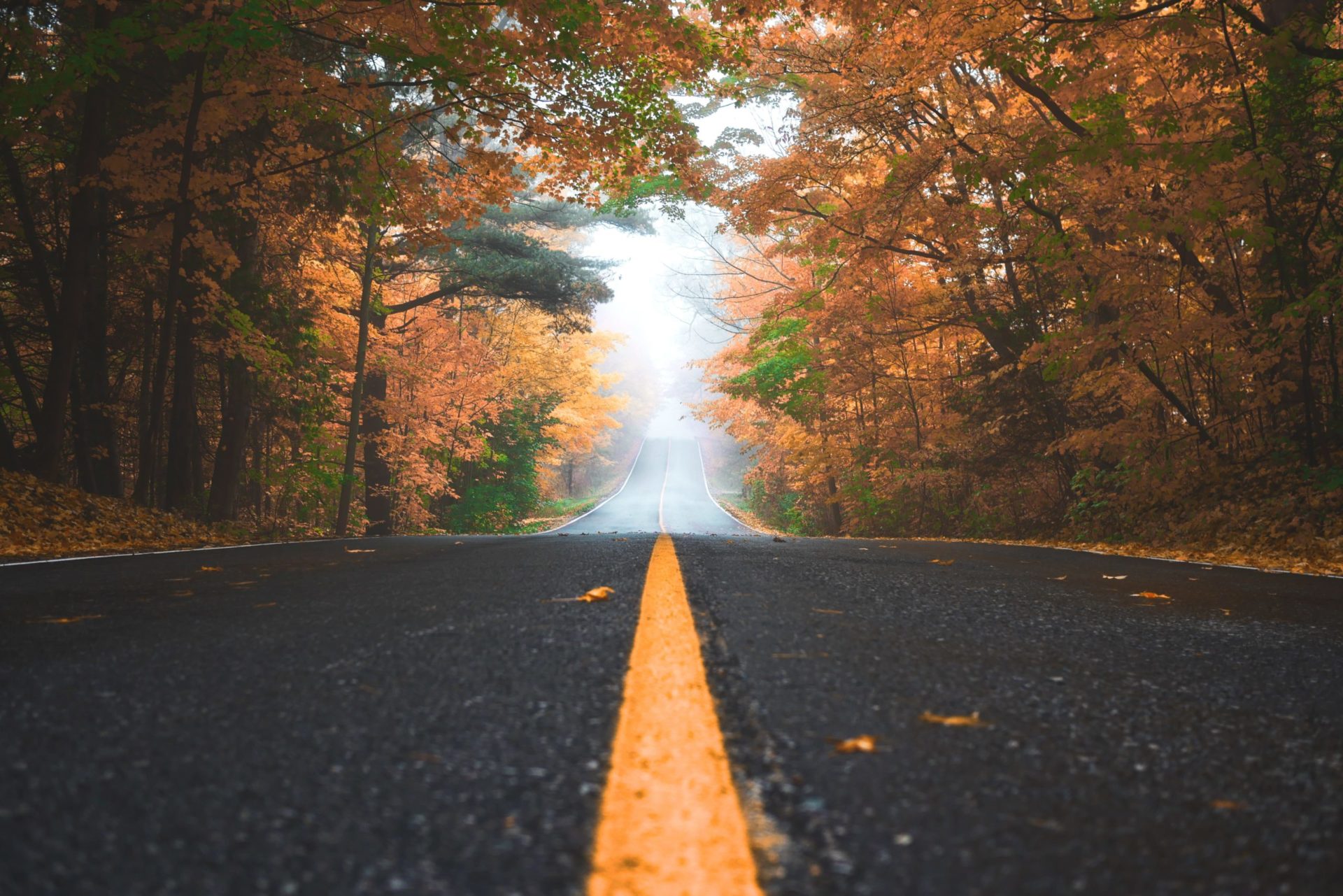 紅葉と濃霧に囲まれた道路