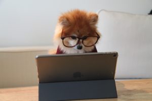 犬がメガネを掛けてパソコンをしてる
