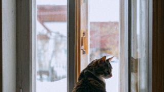 出窓の前にネコ