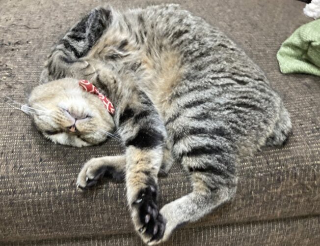 猫のイギーさま、手を広げて寝ている