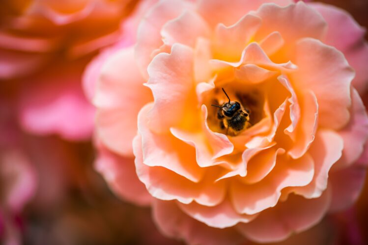 ピンクの花の中にミツバチがいる