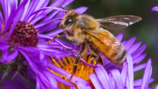 紫の花の蜜を吸うミツバチ