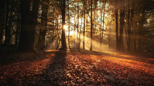 秋の森に朝日が差し込む