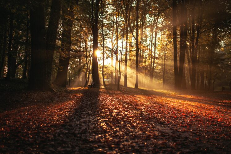秋の森に朝日が差し込む