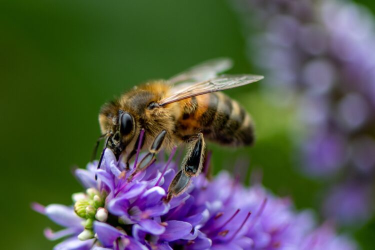 紫の花に降りたミツバチ